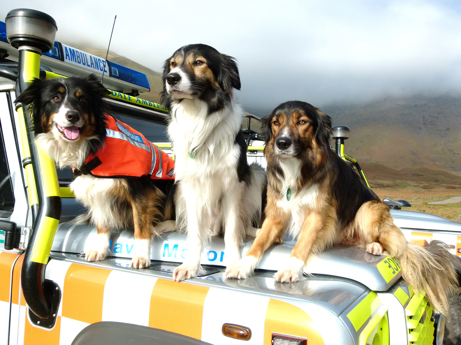 Lake District Search Dogs Search dogs Skye, Sam and Beinn 