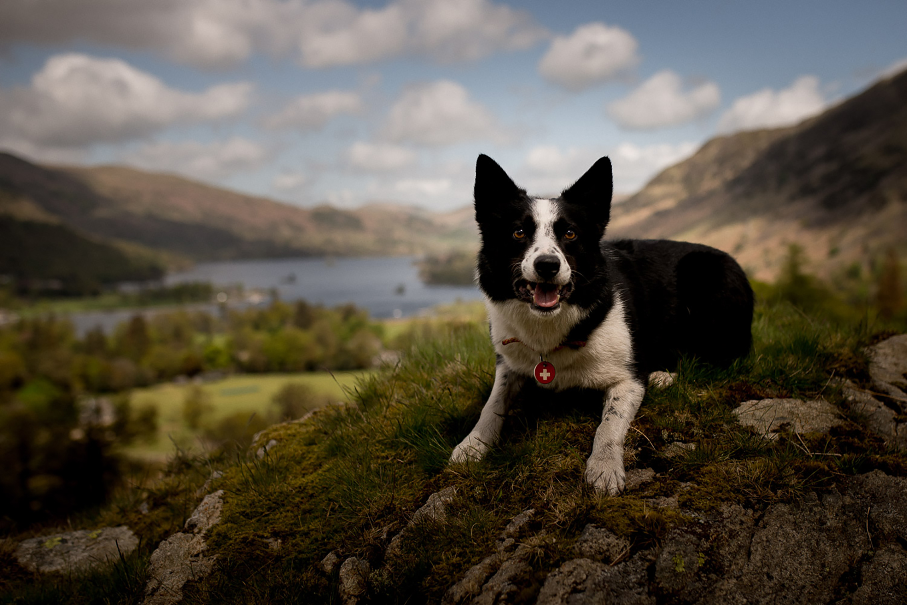SARDA Wales Search Dog Ben on location in the Lakes