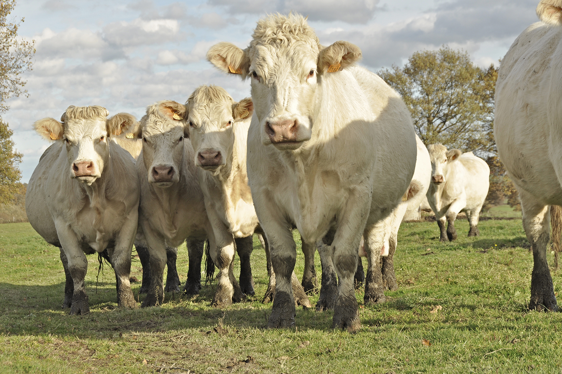 Charolais cows