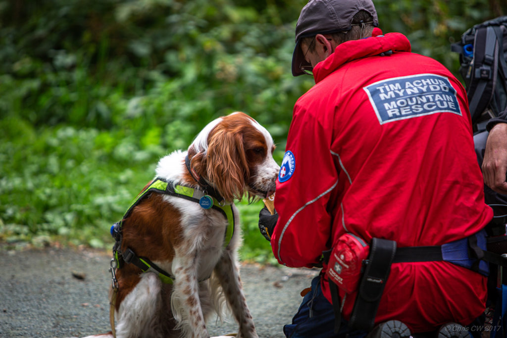 how much is a rescue dog uk